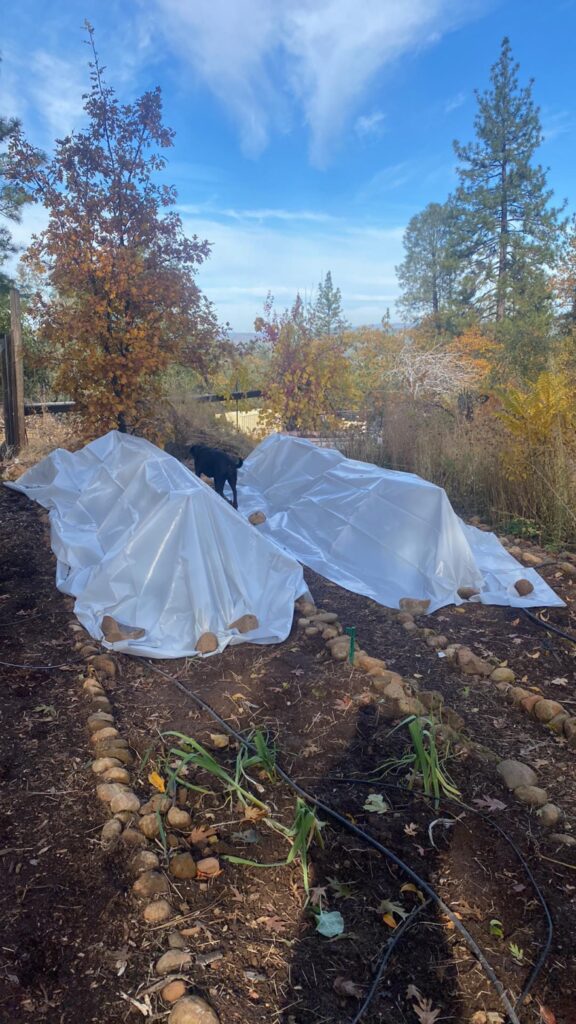 Garden hoops protect plants from the cold.