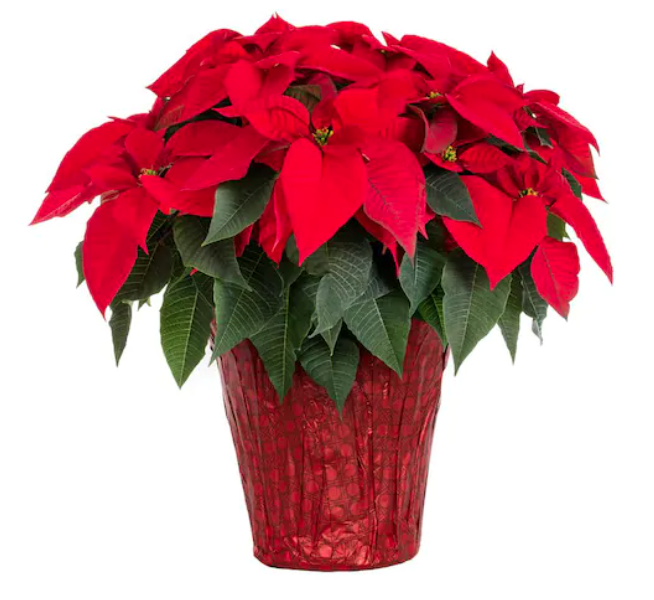 Beautiful Red Poinsettia in a foil covered pot.