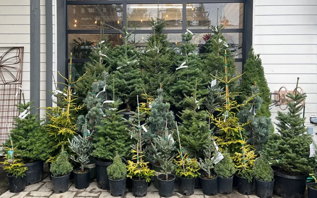 Variety of evergreen trees at a nursery